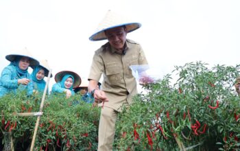 Ratu Dewa Instruksikan OPD Tanam Cabai di Rumah Masing-masing