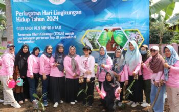 Edukasi Kesehatan Masyarakat Desa, Srikandi PLN Gelar Talkshow dan Penanaman Tanaman Obat Keluarga