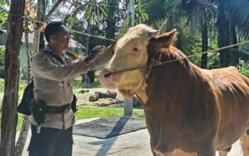 Sapi Raksasa dari Riau, Remon Jadi Pilihan Presiden