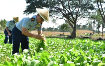 Sawi Segar Panen di Lanud SMH, Komandan Turun Langsung ke Lahan