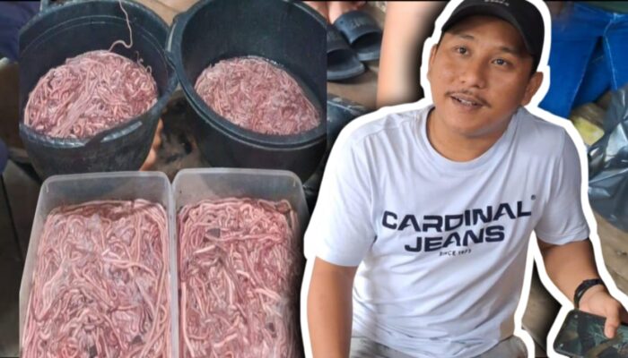 Kisah Inspiratif Aldi: Wirausaha Muda Palembang Sukses Berbisnis Cacing Nipah