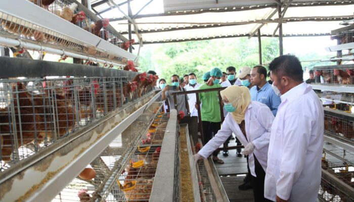 Banyuasin Jadi Sentra Telur Sumsel, Herman Deru Dorong Peternak Tembus Pasar Global