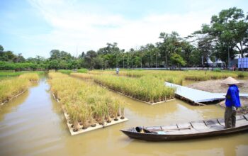 Sumsel Cetak Inovasi Pertanian, Padi Apung Jadi Sorotan Nasional