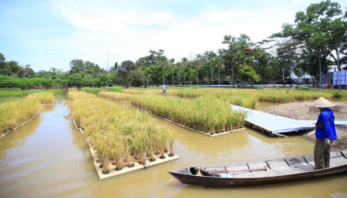 Sumsel Cetak Inovasi Pertanian, Padi Apung Jadi Sorotan Nasional