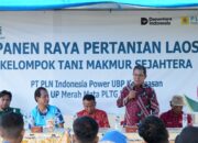 Panen Raya Kampung Laos Desa Merah Mata, CSR PLN Indonesia Power UBP Keramasan Dorong Ekonomi Pertanian Warga