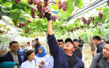 Tak Lazim tapi Berhasil, Kebun Anggur Warga OKI Dapat Apresiasi Gubernur Sumsel