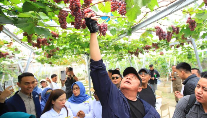 Tak Lazim tapi Berhasil, Kebun Anggur Warga OKI Dapat Apresiasi Gubernur Sumsel