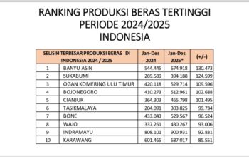 Banyuasin Peringkat Pertama se-Indonesia Produksi Beras, Sumbang Besar Swasembada Pangan