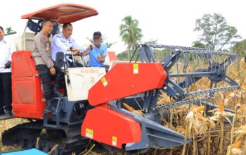 Cik Ujang Dorong Swasembada Pangan Saat Panen Raya Jagung di OKU Selatan