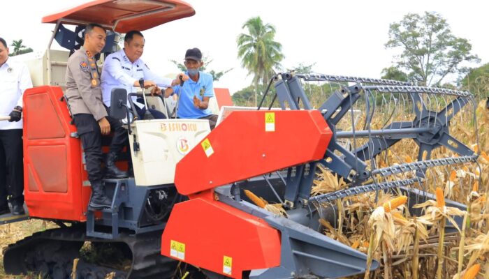 Cik Ujang Dorong Swasembada Pangan Saat Panen Raya Jagung di OKU Selatan