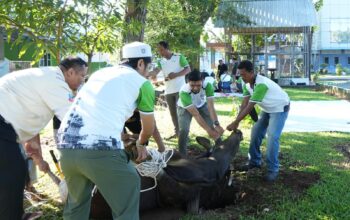 Semangat Berbagi Iduladha 1447 H, PLN Indonesia Power UBP Keramasan Salurkan Ratusan Paket Daging Kurban untuk Warga