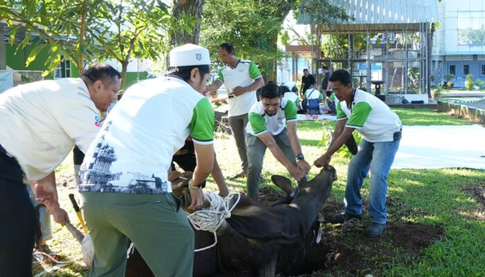 Semangat Berbagi Iduladha 1447 H, PLN Indonesia Power UBP Keramasan Salurkan Ratusan Paket Daging Kurban untuk Warga