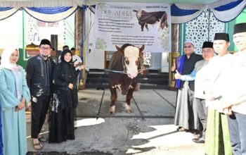 Sapi Simental Berat 1 Ton dari Presiden Prabowo Diserahkan di Masjid Nurul Islam