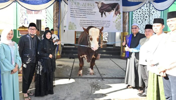 Sapi Simental Berat 1 Ton dari Presiden Prabowo Diserahkan di Masjid Nurul Islam
