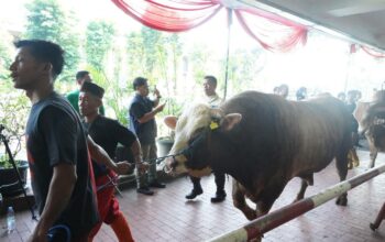 65 Sapi dan 13 Kambing Disembelih di Istiqlal, Daging Kurban Dibagikan dalam 10 Ribu Paket