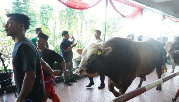 65 Sapi dan 13 Kambing Disembelih di Istiqlal, Daging Kurban Dibagikan dalam 10 Ribu Paket