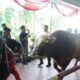65 Sapi dan 13 Kambing Disembelih di Istiqlal, Daging Kurban Dibagikan dalam 10 Ribu Paket